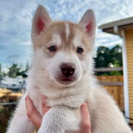 Justice - Red and white male Siberian Husky puppy in Yelm, Washington from KPM Siberians
