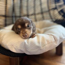 Dachshund Puppies from Scenic City Dachshunds