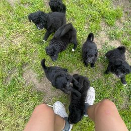 Poodle Puppies from Fluffy Doodle Farms