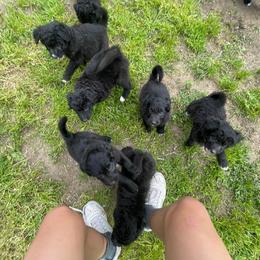 Poodle Puppies from Fluffy Doodle Farms