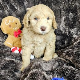 Caramel - SM0558 - Caramel male Australian Labradoodle puppy in Easley, South Carolina from Royal Diamond Labradoodles