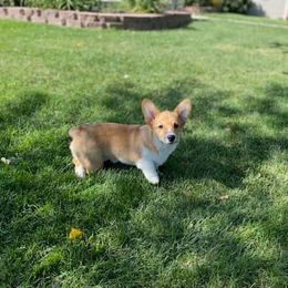 Pembroke Welsh Corgi Puppies from The King’s Corgis