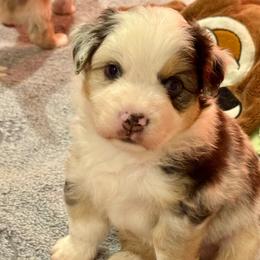 Tank - Blue merle male Miniature American Shepherd puppy in Rockford, Illinois from Andover Aussies