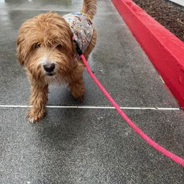 Goldendoodle All Grown Up from Golden Hearted Goldendoodles