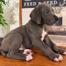 Orca - Blue male Great Dane puppy in Carencro, Louisiana from Halsey Danes