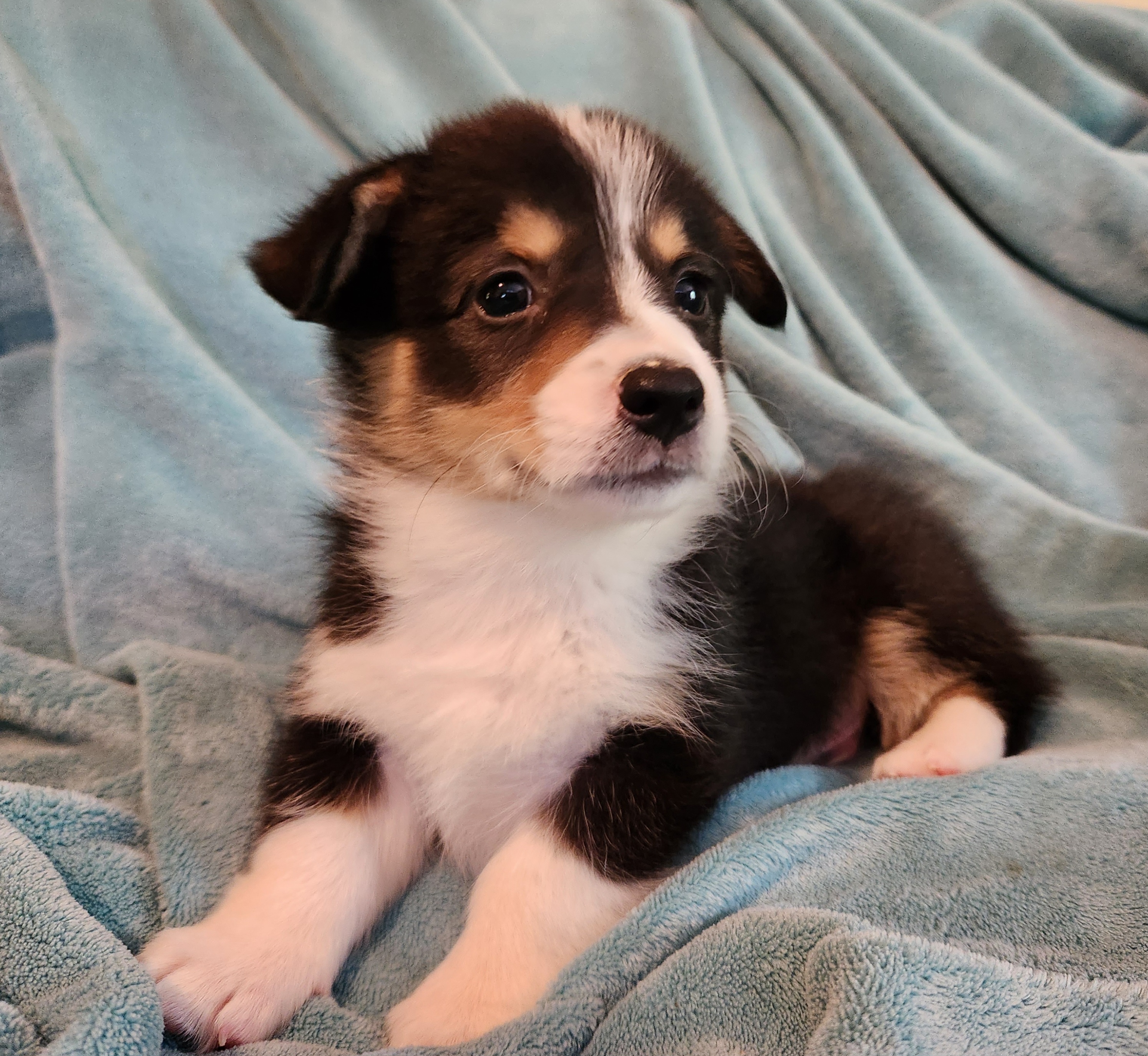 Pembroke Welsh Corgi Puppies from Workman Farms