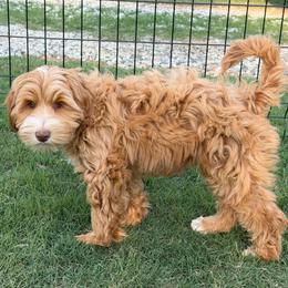 Black Boy - Caramel cream male Australian Labradoodle puppy in West Union, South Carolina from Golden Corner Labradoodles, LLC