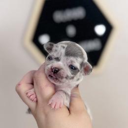 Fred - Merle male Chihuahua puppy in Harrison, Michigan from Cloud9 Chihuahuas