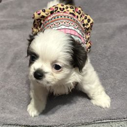 Firework - Black and white female Shih Tzu puppy in Saint Johns, Florida from BEH Puppies LLC
