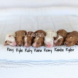 Bernedoodle and Cavapoo Puppies from Wag'in Tails
