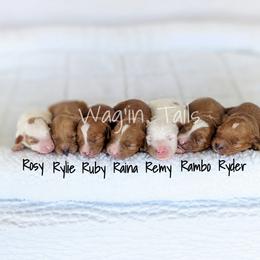 Bernedoodle and Cavapoo Puppies from Wag'in Tails