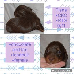 Tiana - Chocolate and tan female Dachshund puppy in Lufkin, Texas from L & A Dachshunds
