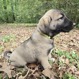 Betty - Fawn female Anatolian Shepherd Dog puppy in La Grange, Georgia from Florida Anatolian Shepherds