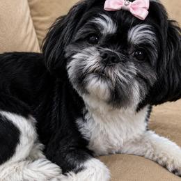 Ruby - Shih Tzu