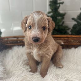 Peter Pan - Gold male Bordoodle puppy in Valley Center, California from Circle R Valley Bordoodls