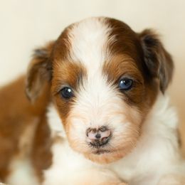 Aussiedoodles and Miniature Australian Shepherds from Blue Rain Aussies