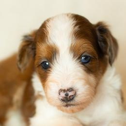 Aussiedoodles and Miniature Australian Shepherds from Blue Rain Aussies