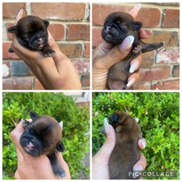 Boy 1 - Red male Shih Tzu puppy in Bastrop, Louisiana from Happy Scout's Shih Tzu's