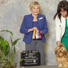 Havanese and Russian Tsvetnaya Bolonkas from Alchemy Havanese