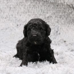 Poodle Puppies from Absolutely Pampered Poodles