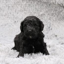 Poodle Puppies from Absolutely Pampered Poodles