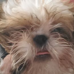 Affenpinschers from Shit tzu