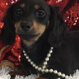 Chihuahua and Dachshund Puppies from Jean Takac