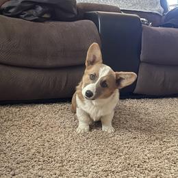 "Ziggy" Pembroke Welsh Corgi Puppies from Gotta Chase Em All Corgis