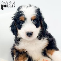Jack - Tri-color male Bernedoodle puppy in Tipton, Indiana from Country Creek Doodles