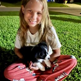 Magnolia - Black tri female Miniature Australian Shepherd puppy in Port Saint Lucie, Florida from Charlene Brannon's Mini Australian Shepherds