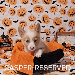 American Corgi Puppies from Whitecreek Corgis of Columbus, IN
