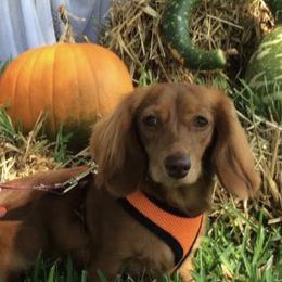 Dachshunds from FloriDachs Miniature Dachshunds