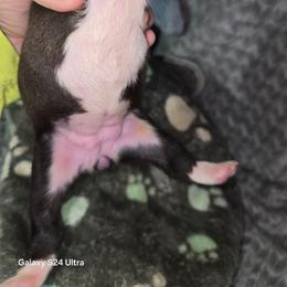 Girl 1 - Black brindle and white female Boston Terrier puppy in Millers Creek, North Carolina from Tumbling Shoals Hilltop Bostons