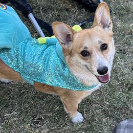 Pembroke Welsh Corgis from London Bridge Corgis