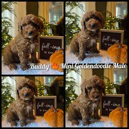 Black collar buddy - Red  male Goldendoodle puppy in Bristol, Tennessee from 4goldendoodles
