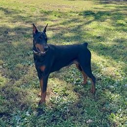 Raya - Doberman Pinscher