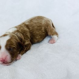 Lake - Red  female Goldendoodle puppy in Sterling, Illinois from Charley's Goldendoodles