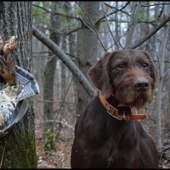 Abe - Pudelpointer