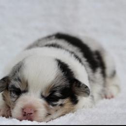 Bunny - Blue merle and white female American Corgi puppy in Scio, Oregon from Abundant Joy Corgis