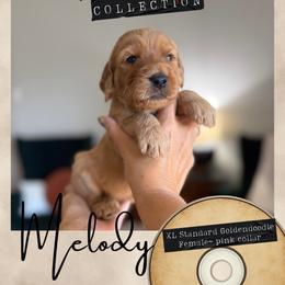 Melody - Dallas,Tx - 4,000 - Red  female Goldendoodle puppy in Garland, Texas from Twilight Doodles