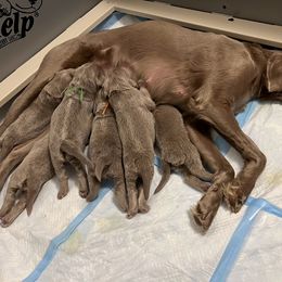 Long Haired Weimaraner Puppies from Northern Bluegrass Weimaraners