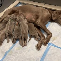 Long Haired Weimaraner Puppies from Northern Bluegrass Weimaraners