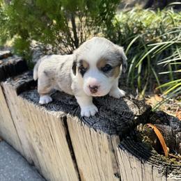 Nova - Blue merle and white female Cardigan Welsh Corgi puppy in Wekiwa Springs, Florida from It is Corgiland