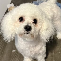 Bichon Frise puppies from Sissy’s Heavenly Paws