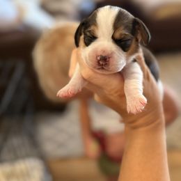 Cash (Light green) - Black tan and white male Beagle puppy in Norco, California from Prairie Tail Beagles