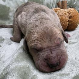 Ash - Merle male Great Dane puppy in Albany, Oregon from Red Cloud Australian Shepherds and DeGray Great Danes & Bulldogs