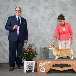 Pembroke Welsh Corgi Puppies from Cattal Corgis