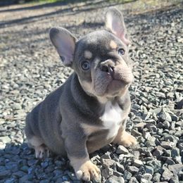 French Bulldog Puppies from Emeraldfrenchies