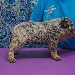 'Roman' Candle - Blue mottled male Australian Cattle Dog puppy in China Grove, North Carolina from Indigojos Australian Cattle Dogs