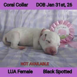 LUA BLACK SPOT GIRL - White and black female Dalmatian puppy in Perry, Michigan from Mid-Michigan Dalmatians